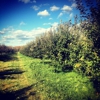 Shelburne Orchards gallery