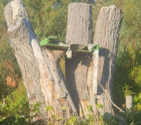 The Green Barber tree service - Dodges Ferry, TAS. Before