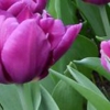 Celebrations of Life by Leggett-Patterson Funeral Home gallery