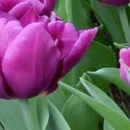Celebrations of Life by Leggett-Patterson Funeral Home - Cemeteries