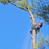 Lemus Tree Service & More gallery