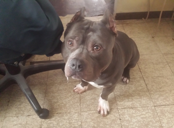 East Side Veterinary Hospital - Warren, MI. This is tank a gentle giant Kim And Dr.Urban are the best in our book very professional and kind. Tank loves them and so does grandma patty.