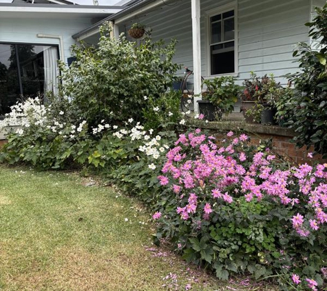 Leaf It To Us - Hedging, Mowing And Garden Maintenance - Wallagoot, NSW. Weeds choking plants all gone!