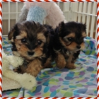 Tinytykes Puppies