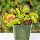 Southbay Traps - Nurseries-Plants & Trees
