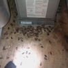Hi-Quality Pest Control gallery