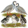 Signature Poultry & Game Bird Farm gallery