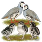 Signature Poultry & Game Bird Farm