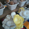 Bellingham Farmers Market gallery