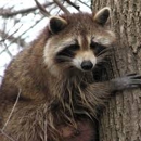 EcoTek Pest Control & Wildlife Trapping - Home Improvements