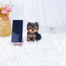 Tiny Cuties NYC - Pet Boarding & Kennels