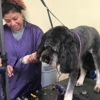 Snazzy Jazzy's Pet Salon-Timonium, MD gallery