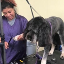 Snazzy Jazzy's Pet Salon-Timonium, MD - Pet Grooming
