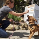Bolt Dog Training - Dog Training
