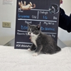 VCA Arboretum View Animal Hospital gallery