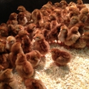 Southern States-Chesapeake Association Inc - Feed-Wholesale & Manufacturers