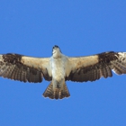 Naturalist Journeys