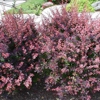 Pine Lane Nursery gallery