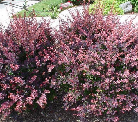 Pine Lane Nursery - Parker, CO