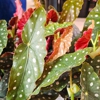 Deep Roots Garden Center gallery