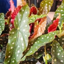 Deep Roots Garden Center - Garden Centers