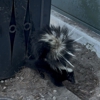 Animal Country Wildlife Removal gallery
