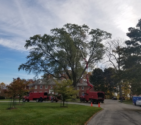Crawford Tree and Landscape Services Inc - Milwaukee, WI. Here's our crew pruning a Silver Maple in Fox Point!