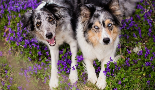 Torenbeek Veterinary Clinic - Frenchville, QLD