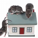 AAA Pest Control - Pest Control Services