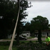 Dave & Jo's Tree Service gallery