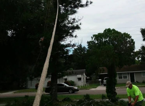 Dave & Jo's Tree Service & Stump Grinding - Saint Petersburg, FL