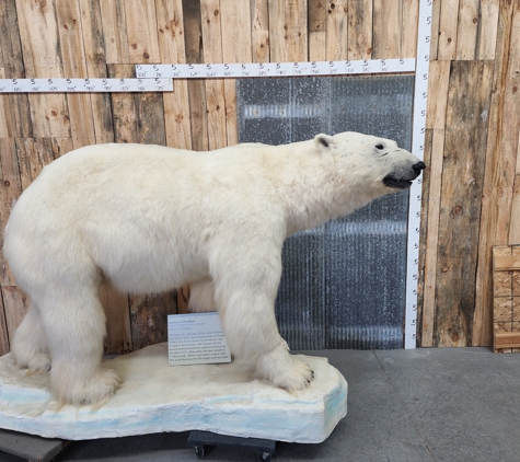 Callaghan Road Animal Hospital - San Antonio, TX. https://www.globaltaxidermymounts.com/product/polar-bear-life-size-taxidermy-mount-for-sale/