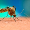 Sure Thing Pest Control gallery