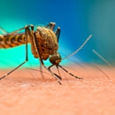 Sure Thing Pest Control - Pest Control Equipment & Supplies