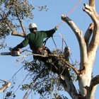 Above & Beyond Tree Service