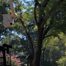 Brandon's Tree Service - Tree Service