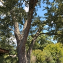Victory One Tree Service & Stump Grinding - Stump Removal & Grinding
