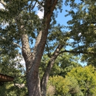 Victory One Tree Service & Stump Grinding