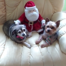Pampered Pets Grooming - Pet Grooming