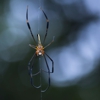 Atlus Pest Solutions gallery