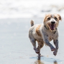 Fitdog - Dog Training