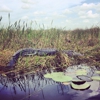 Arthur R. Marshall Loxahatchee National Wildlife Refuge gallery