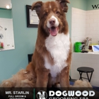 Dogwood Grooming Spa