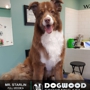 Dogwood Grooming Spa