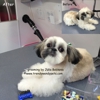 Trendy Wendy Pets Mobile Grooming gallery