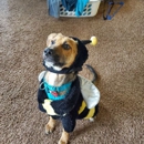 Natural Pet Center - Pet Services