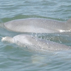 Indian River Lagoon Boat Tours