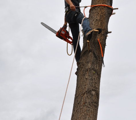 Abiding Dreams Tree Removal - Bowling Green, VA