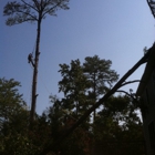Spartan Tree Service