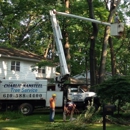 Charlie Nansteel Tree & Excavation LLC - Stump Removal & Grinding